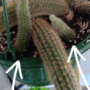 Monkey Tail CACTUS cuttings